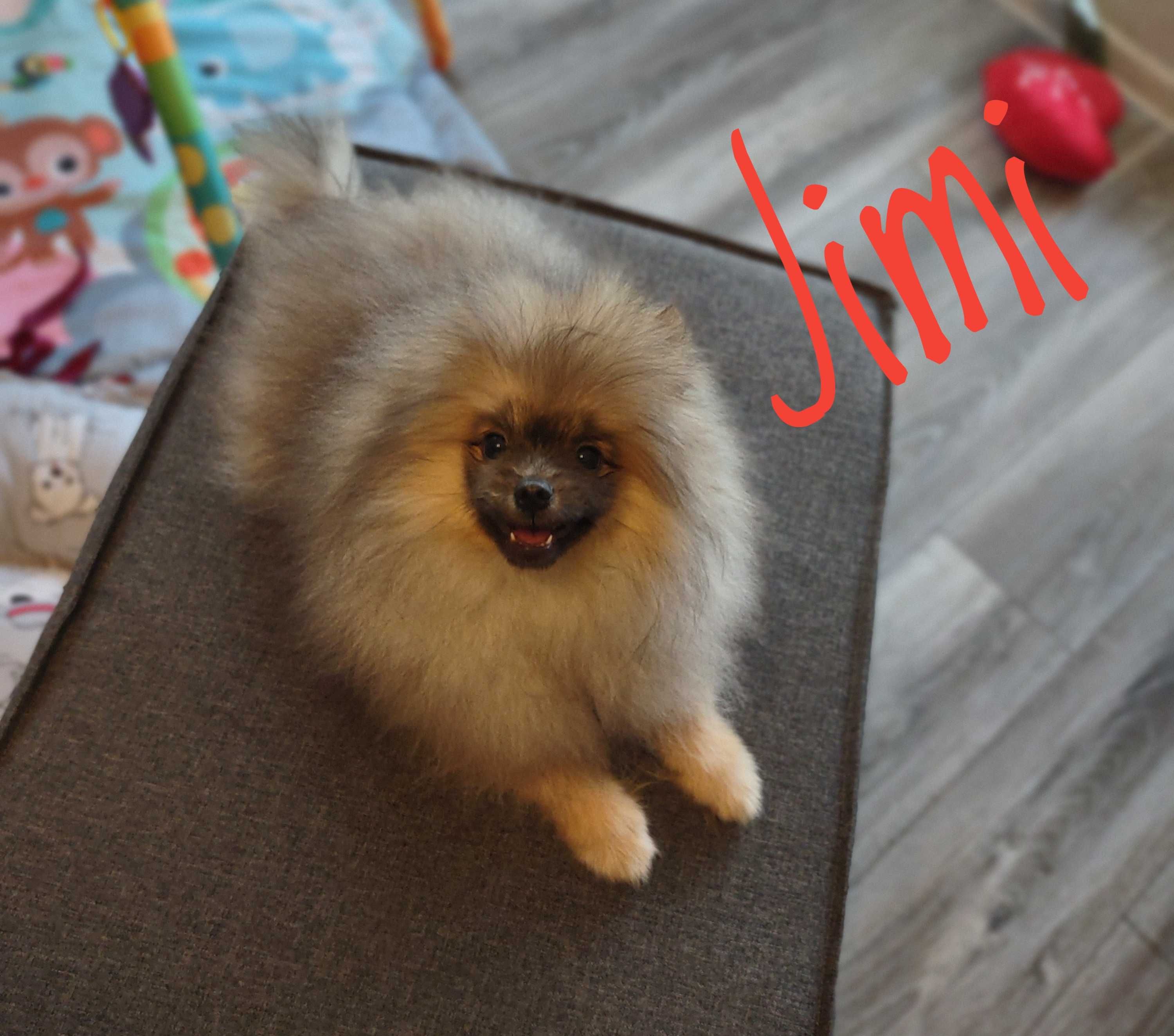 Szpic miniaturowy - pomeranian - Jimi