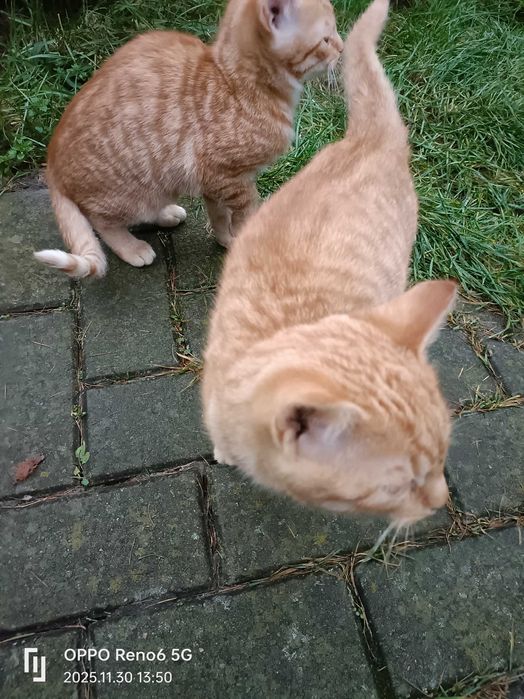 4 piękne 3-miesięczne koty