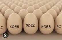 Інкубаційні яйця