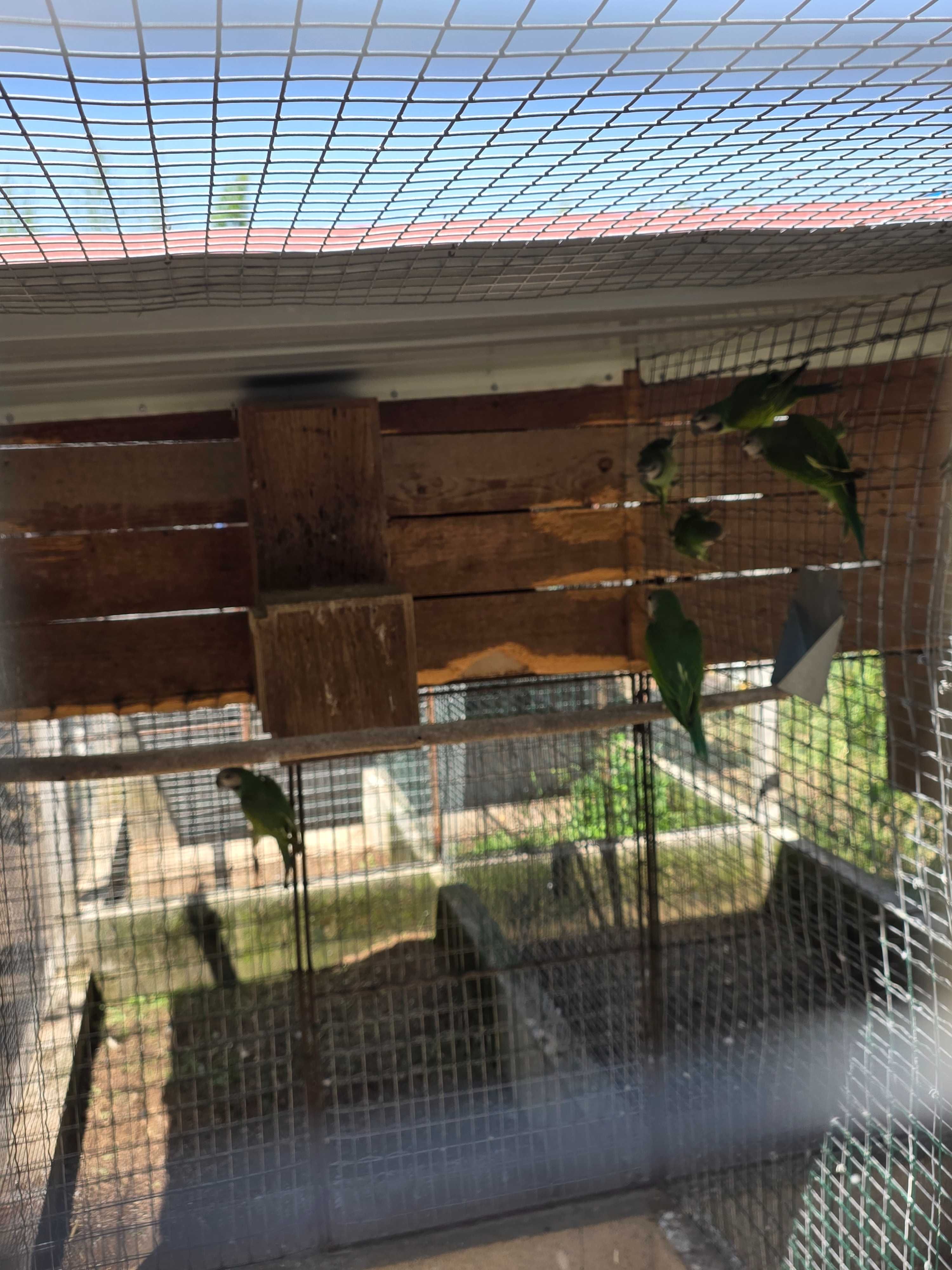 Psittacula alexandi (mustaches)
