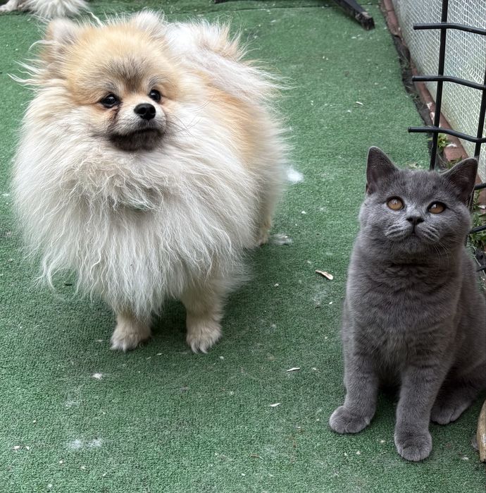 Brytyjskie kocurek niebieski krotkowlosy