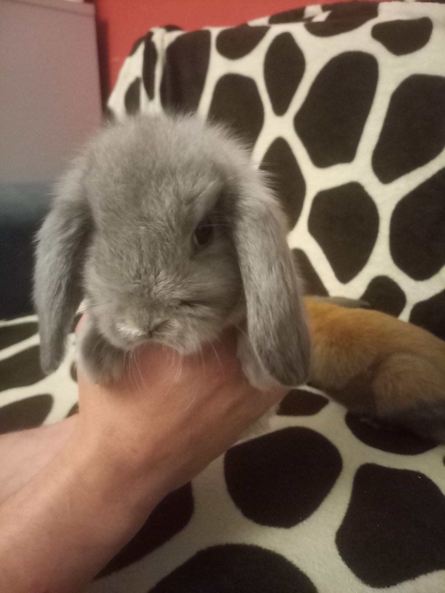 Mini Lop króliczki