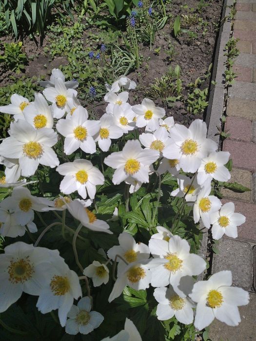 Анемона     біла