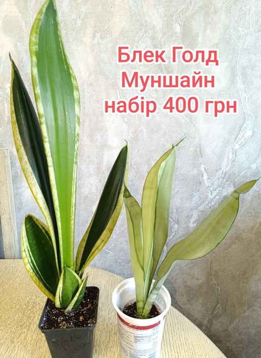 Пропоную ароїдні рослини, сансевієрії