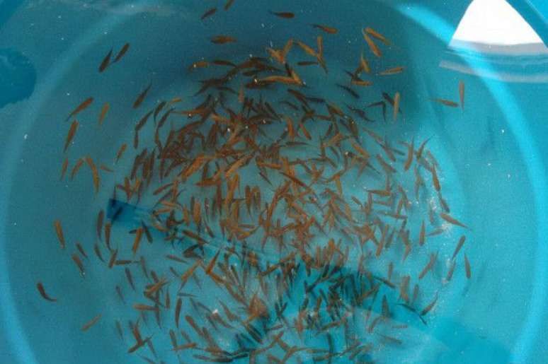 Peixe mosquito / Gambusia Affinis - Faço envios