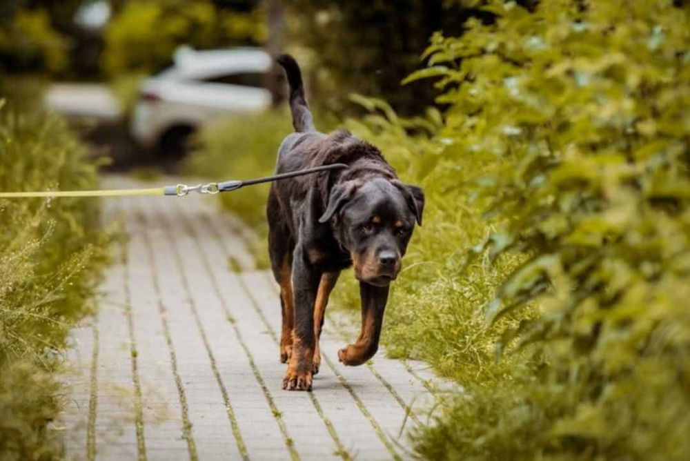 Rottweiler do adopcji