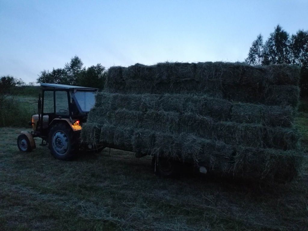 Siano kostka 2023r.16-17kg DUŻA ILOŚĆ!!! Z prasy z224 duże kostki