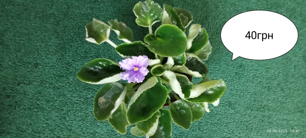 Продам квіти фіалки