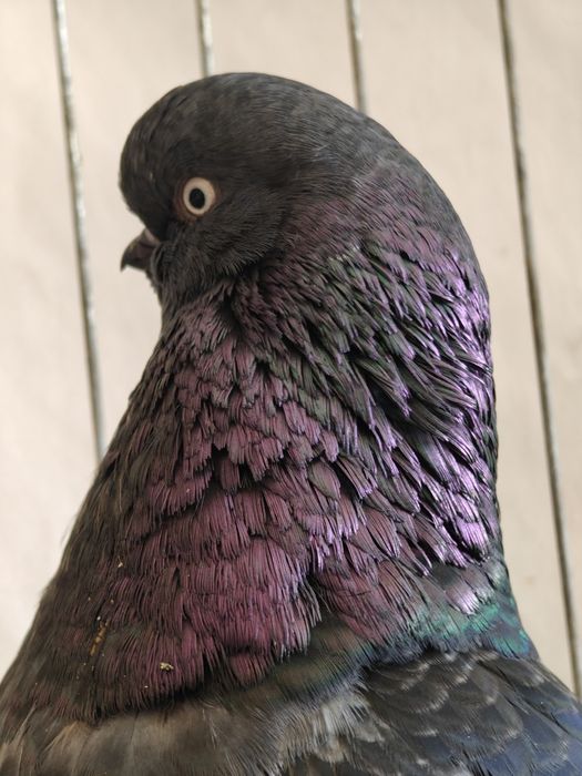 Gołębie sowy. Long face