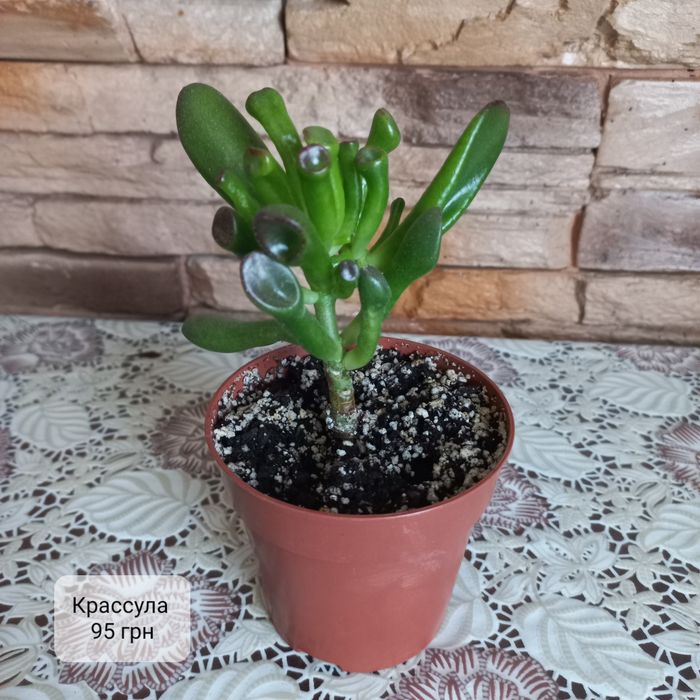 Фікус, каланхоє, сансев'єрія та інші вазони