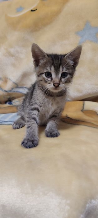 Віддам чотирьох кошенят в добрі руки