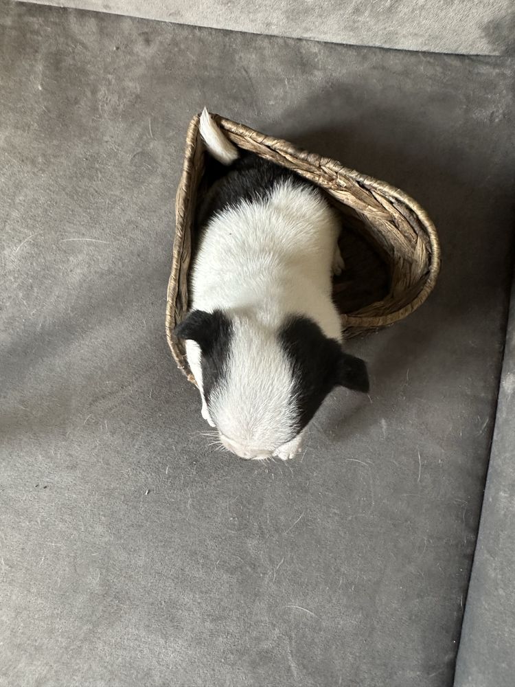 Chihuahua piesek do odbioru
