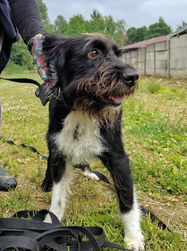 Śliczny piesek Kosmos do adopcji ze schroniska