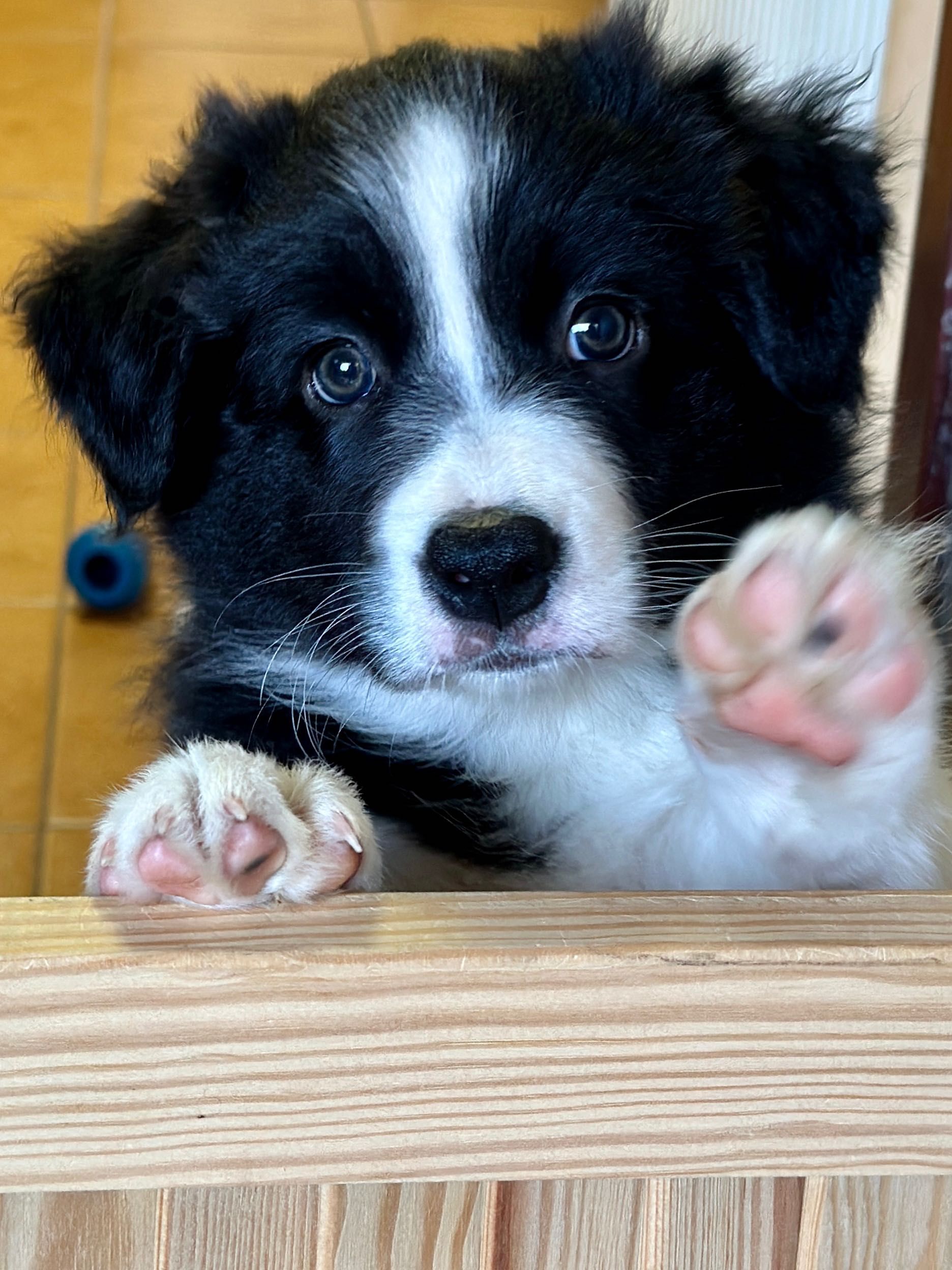 Border Collie FCI / ZKwP