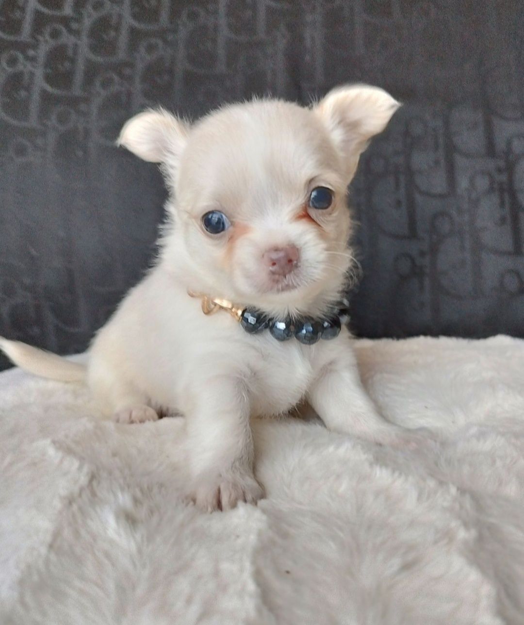 Chihuahua suczka