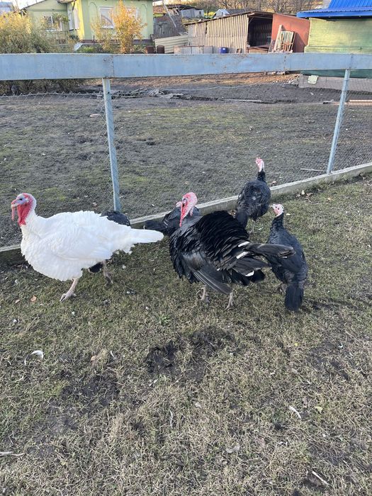 індики породисті