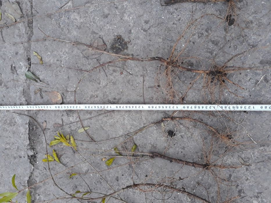 Саженцы граната хурмы персика инжира винограда  плодовых деревьев