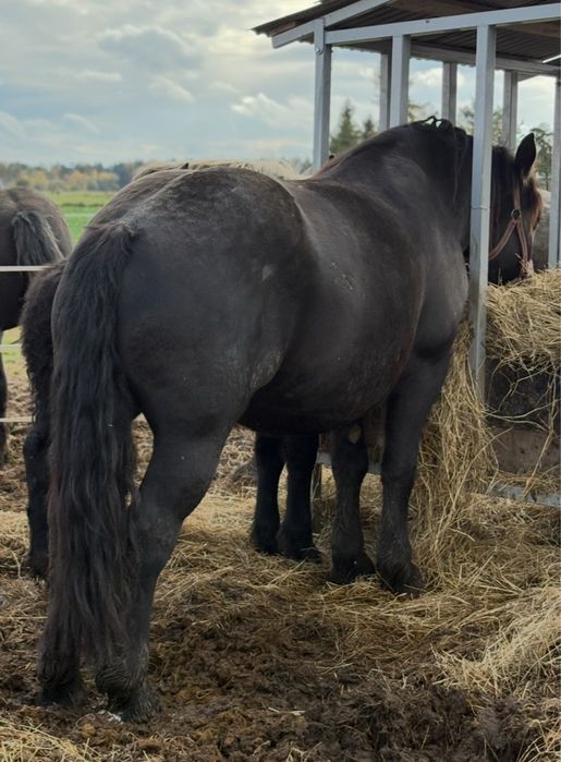 Klacz zimnokrwista kara 4 lata licencja