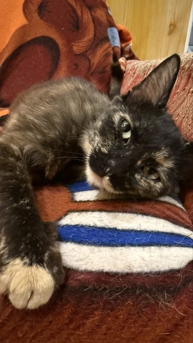 Стерилизованная девочка, кошка, котенок