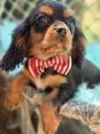 Cavalier king Charles Spaniel macho com lop