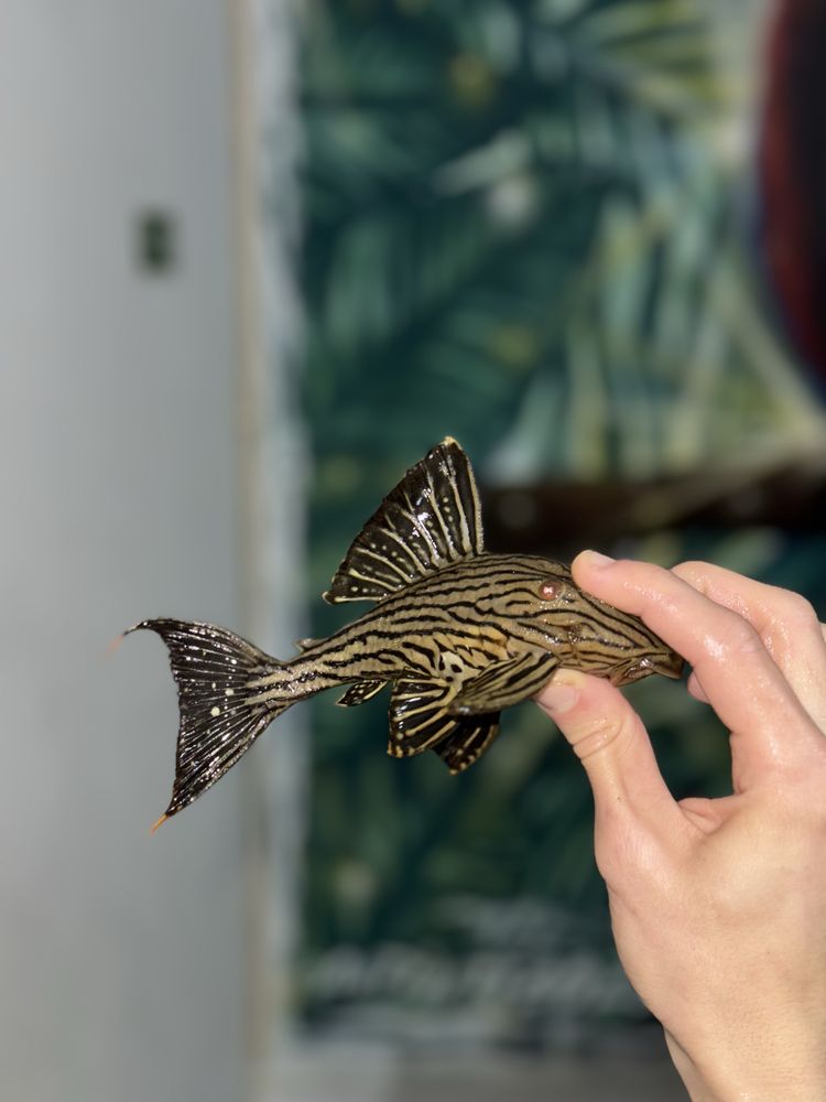 L190 Pleco Panaque Nigrolineatus - Colombia 15-17cm