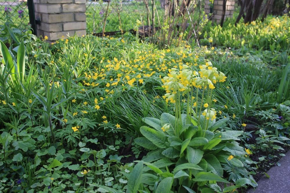 БРУНЕРА дешево и другие многолетние цветущие растения для сада