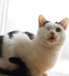 Добрий котик Нільс 1 рік, красивий кіт, кошеня