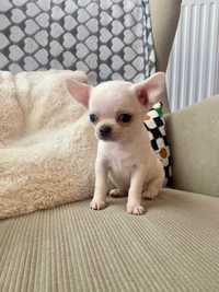 Śliczny piesek !! Biało-kremowy chłopiec samiec Chihuahua rodowód