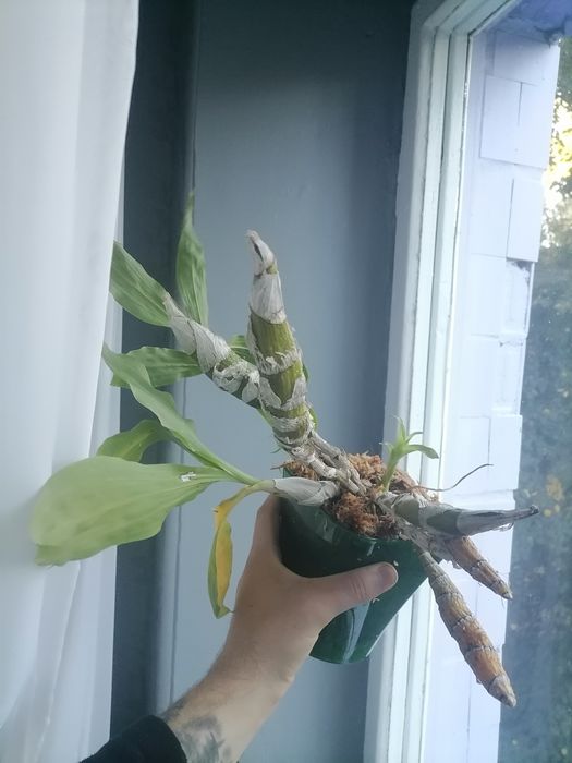 Орхідея морковка біла катасетум хізис брактесценс Chysis bractescens