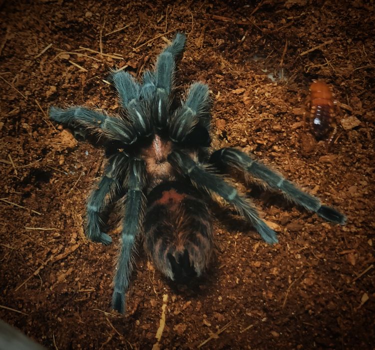 Pajak, ptasznik tygrysi, Davus pentaloris SAMICA