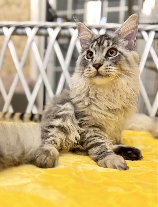 Мейн кун котята - три пушистых богатыря