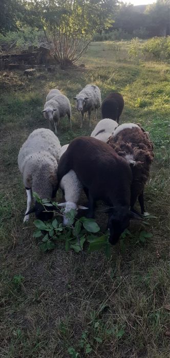 Продам баранів ціна договорна