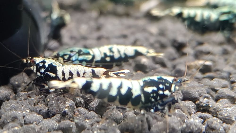 Krewetki Galaxy Black Caridina