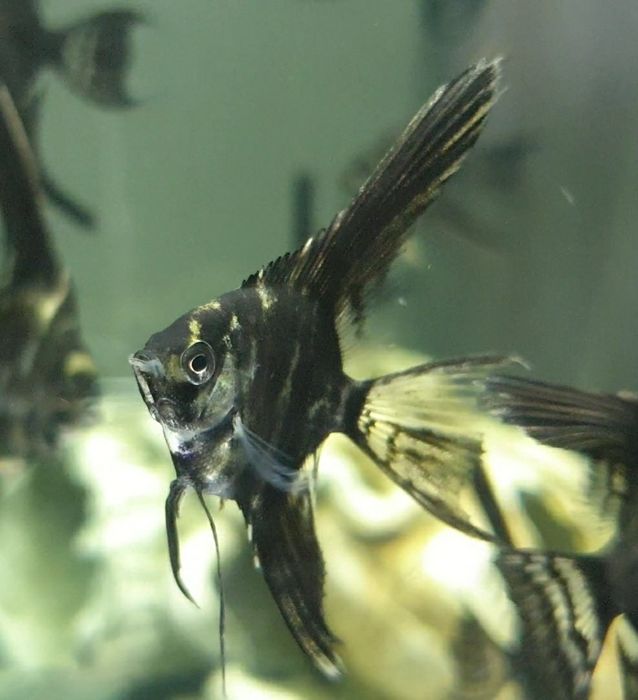 Скалярія (Скалярия)