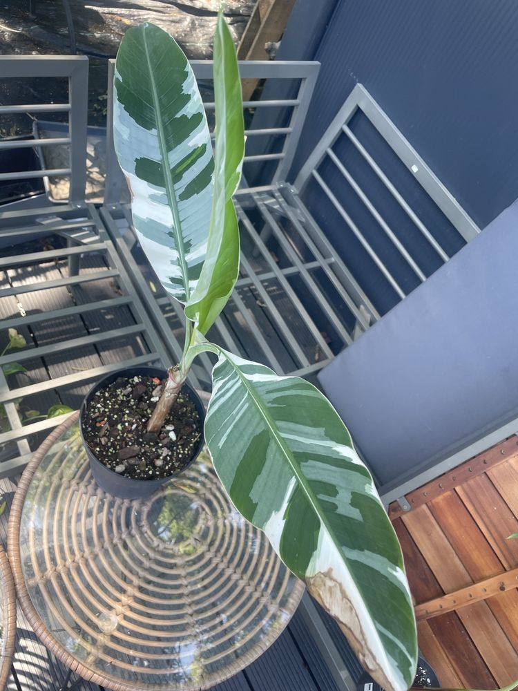 Bananowiec musa AEAE