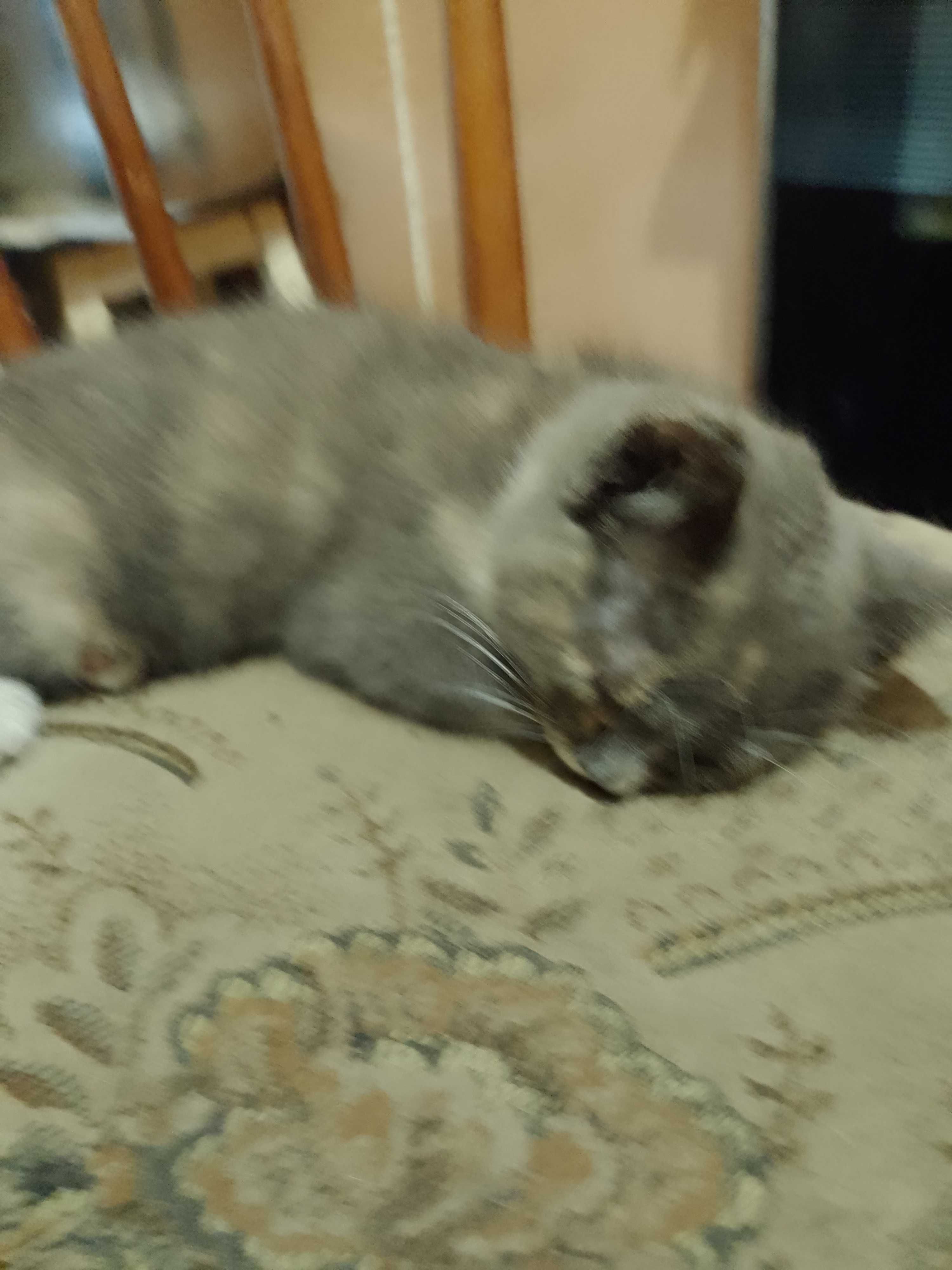 Коти вітдам в хороші руки