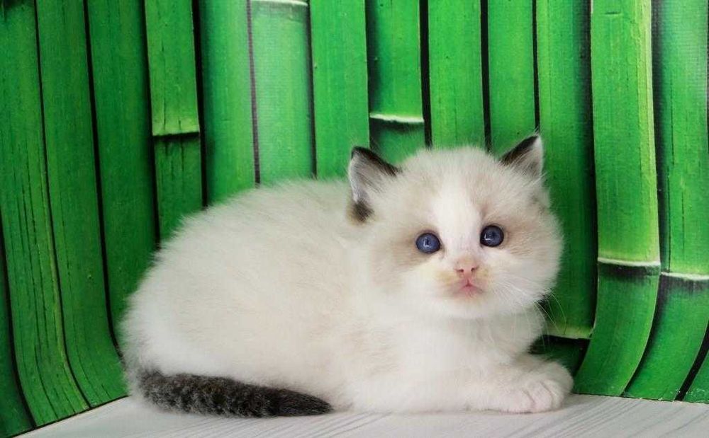 Дуже красива порода-Ragdoll. Самий ласкавий котик