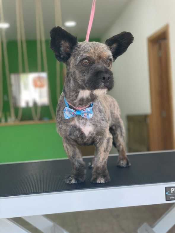 Patinhas- cão para adoção responsável