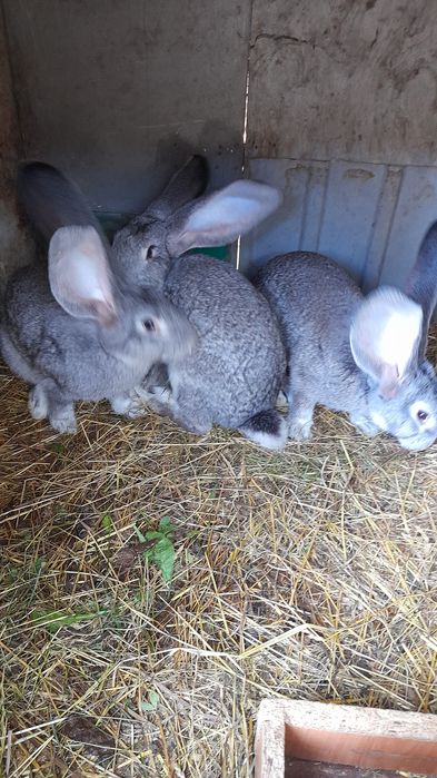 Olbrzym belgijski młode