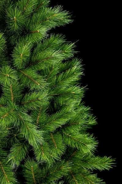 Сосна канадська 1,5-2,5м