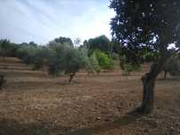 Terreno rústico com 6080m2, Torres Novas