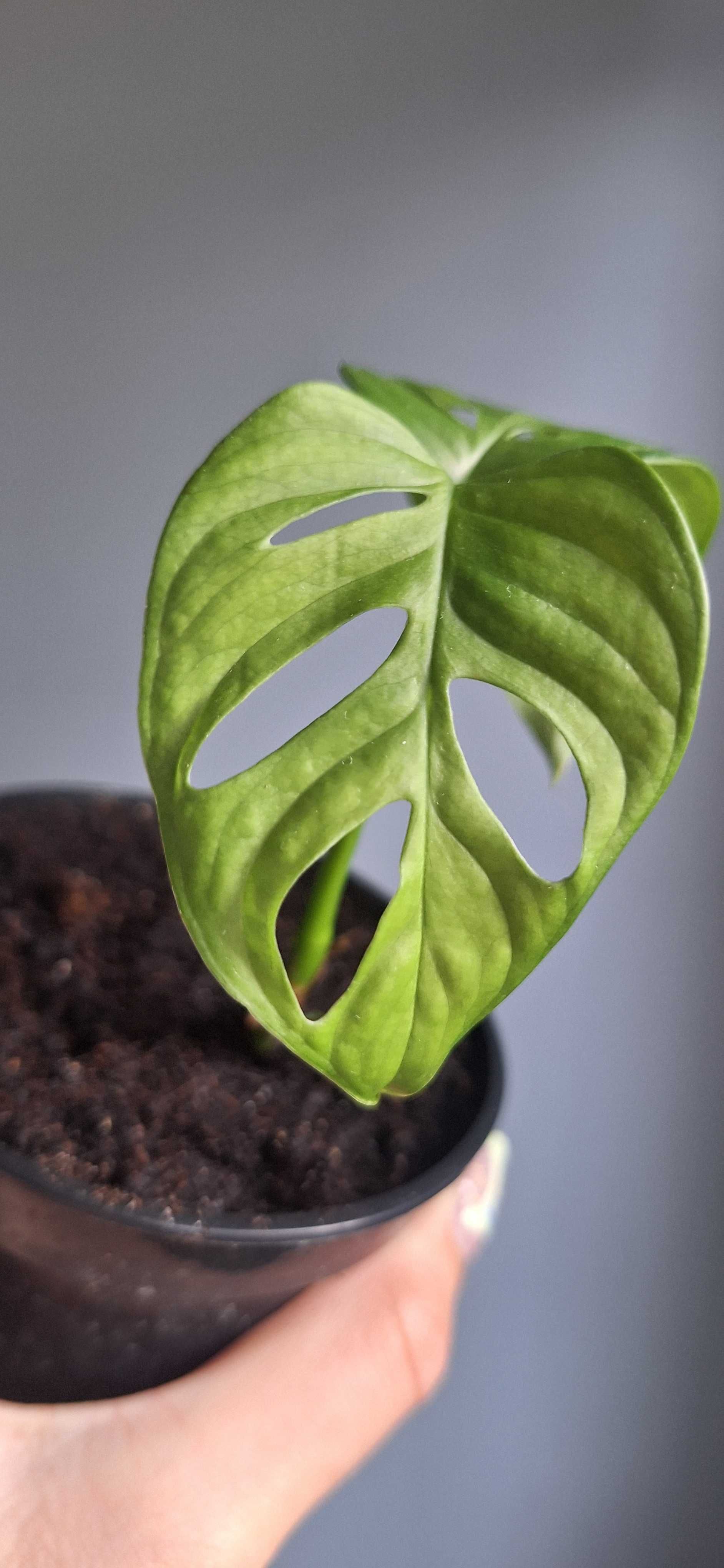 Monstera monkey mask w doniczce