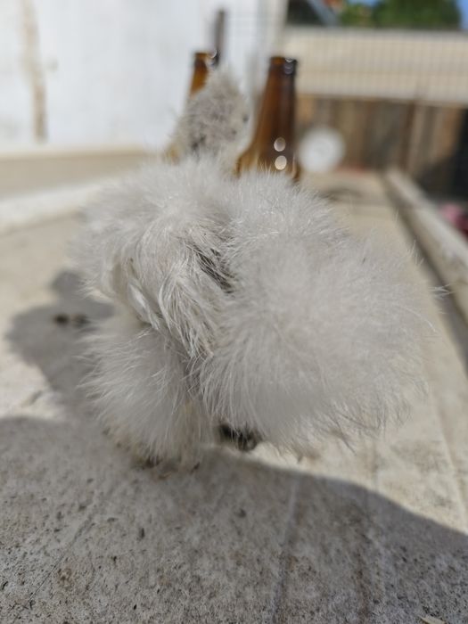 Pintinho Sedosa do Japão