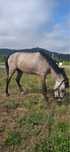Vendo Poldro Cruzado Lusitano