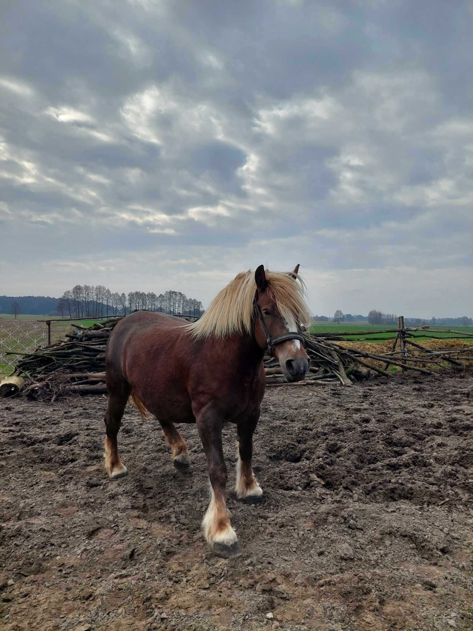 Klacz zimnokrwiata wysokoźrebna