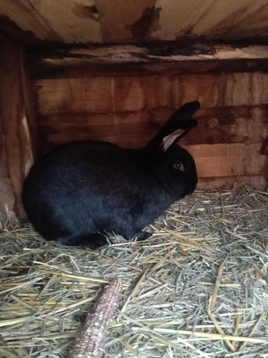 Sprzedam króle belgijskie