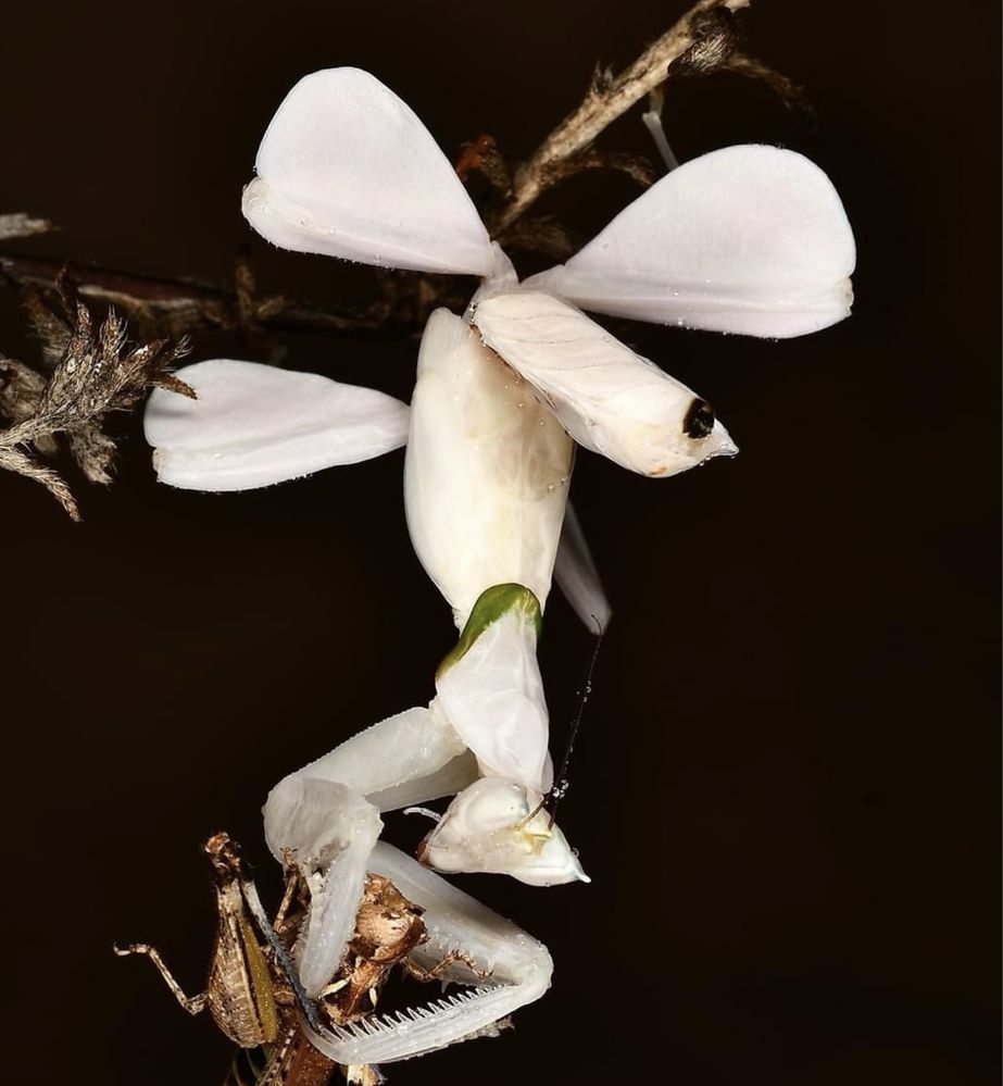 PARY HODOWLANE Modliszka storczykowa hymenopus coronatus modliszki
