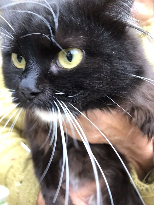 Муся в добрі руки