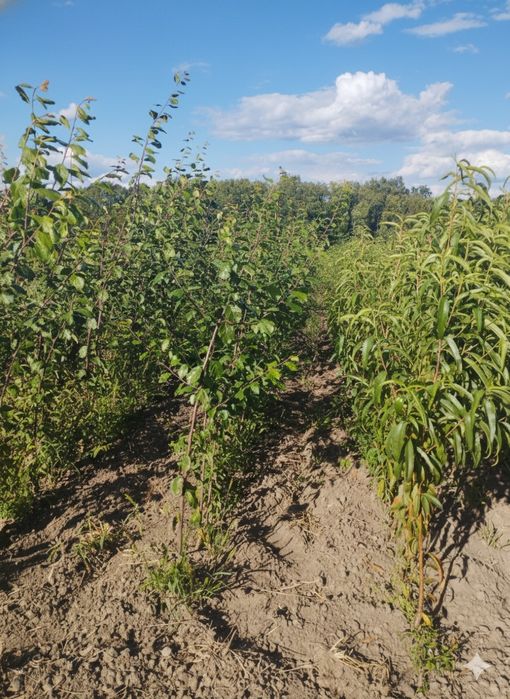 Саджанці з розсадника – оптом і в роздріб по всій Україні