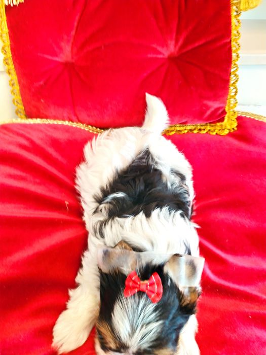 ZkwP /FCI z metryką Biewer Yorkshire terrier, i samczyk .